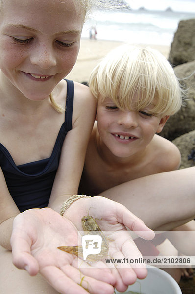 Close-up of girl and boy looking at sea shell on beach