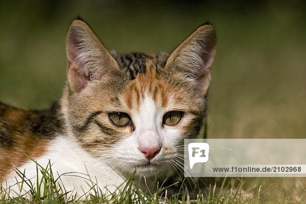 Nahaufnahme streunende Katze liegend im Feld  Türkei