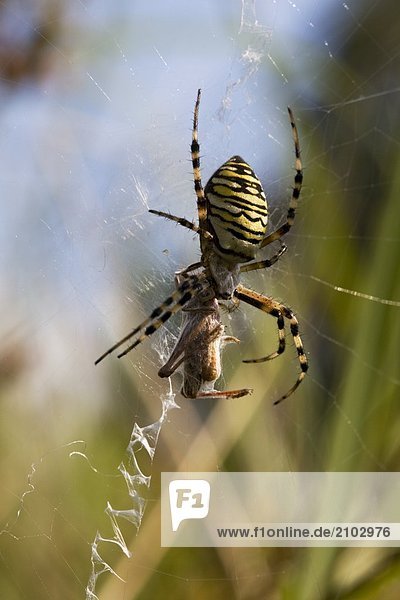 Nahaufnahme der Wasp Spider (Argiope Bruennichii) Web  Schleswig-Holstein  Deutschland