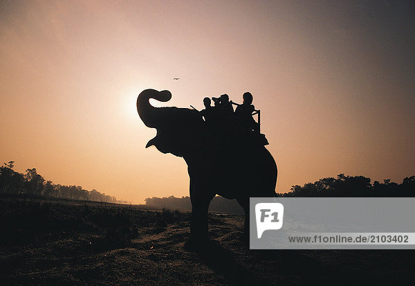 Reisen. Nepal. Chitwan National Park. Elefanten reiten. Morgen. Silhouette.