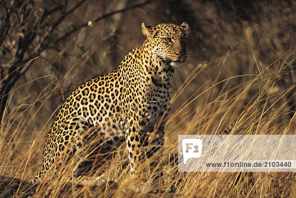 Wildlife. Weibliche Leopard. Afrika.