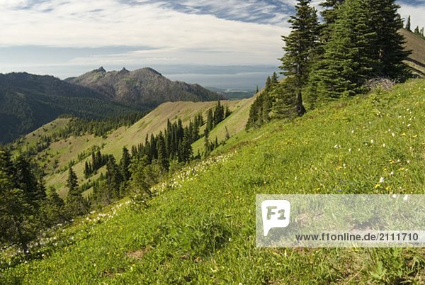 Alpine meadow overlooking the ocean  Olympic National Park  Washington  USA