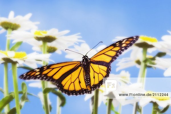Monarch Butterfly in daisies.