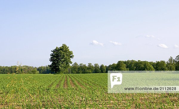 Cornfield disappearing into tree line and blue sky  Flamborough  Ontario
