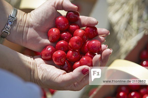 Handful of red cherries  Ontario