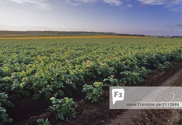Potato field and dirt track  Prince Edward Island