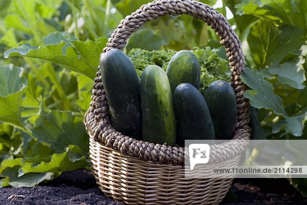 Cucumbers in basket  organic garden  Manitoba  Canada