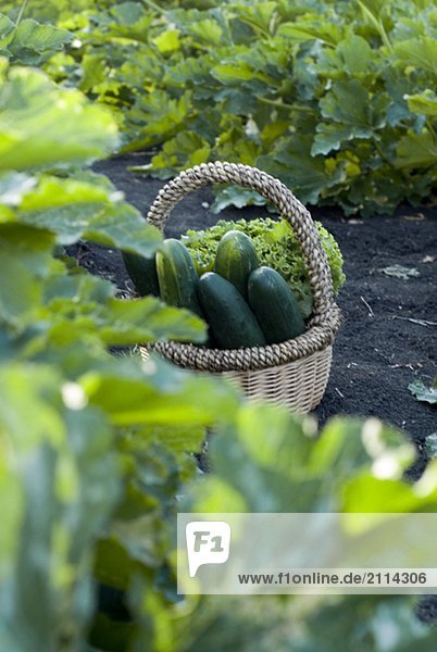 Basket of cucumbers in organic garden  Manitoba  Canada
