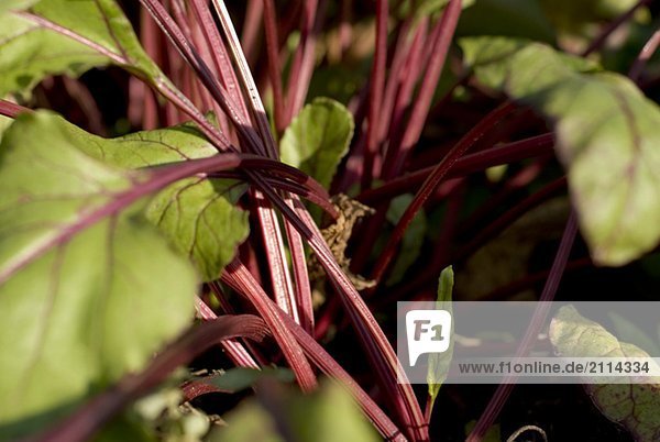 Beet stems and greens in organic garden  Manitoba  Canada