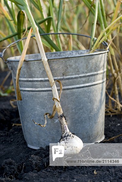 Fresh garlic beside galvanized bucket  organic garden  Manitoba  Canada