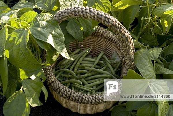 Beans in basket  organic garden  Manitoba  Canada