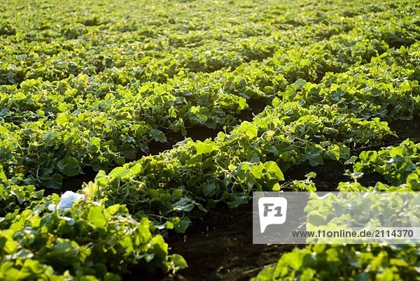 Rows of green beans  organic garden  Manitoba  Canada