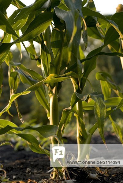 Corn stalks in organic garden  Manitoba  Canada