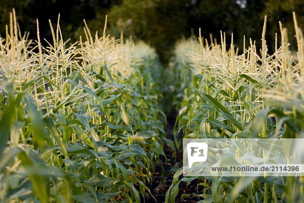 Rows of corn  organic garden  Manitoba  Canada
