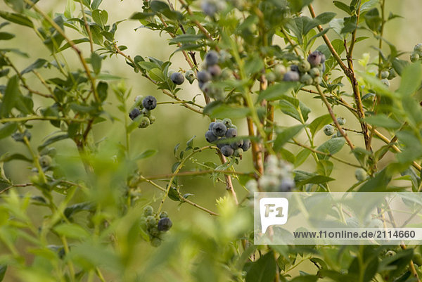 Blueberry bushes  Okanagan Centre  BC  Canada