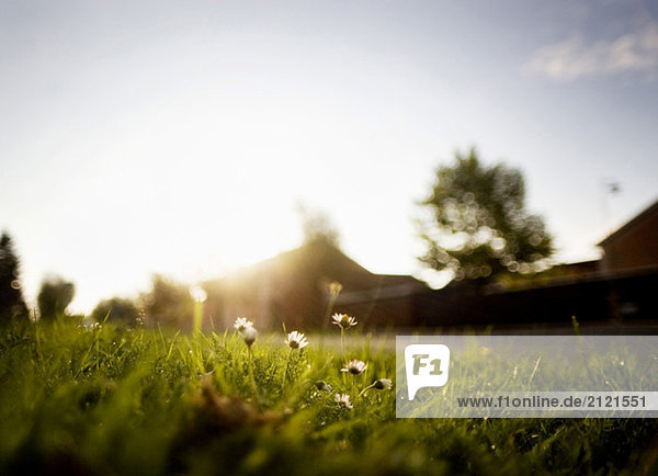 Blume,Gras