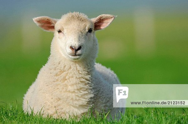 HAUSSCHAFE (Ovis Aries)  Lamb. Festland  Orkney-Inseln  Schottland.