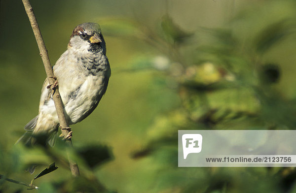 Dunnock sparrow