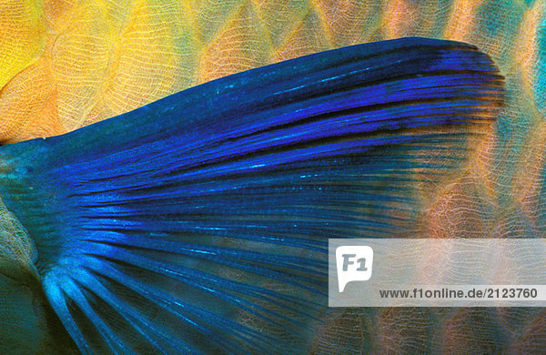 Parrotfish fin  close-up