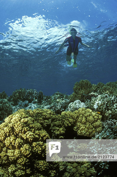 Diver over corals