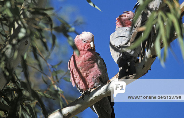 Australia,  two Galahs,  cockatoos