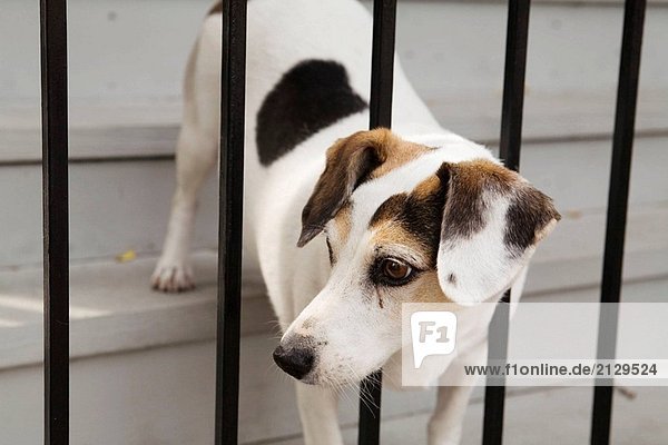 ILLINOIS Chicago White gemischten Hund mit Flecken Stick Kopf durch