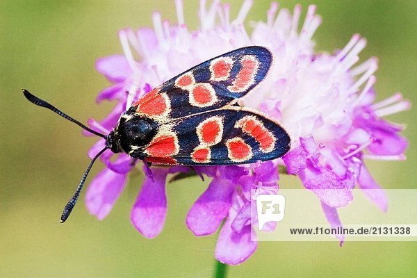 Burnet Moth (Zygaena Carniolica) saugen auf Feld Witwenblume (Knautia Arvensis)