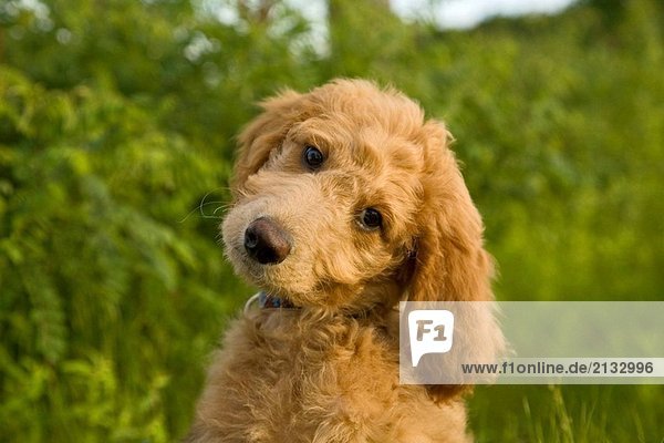 labrador and poodle mix puppies