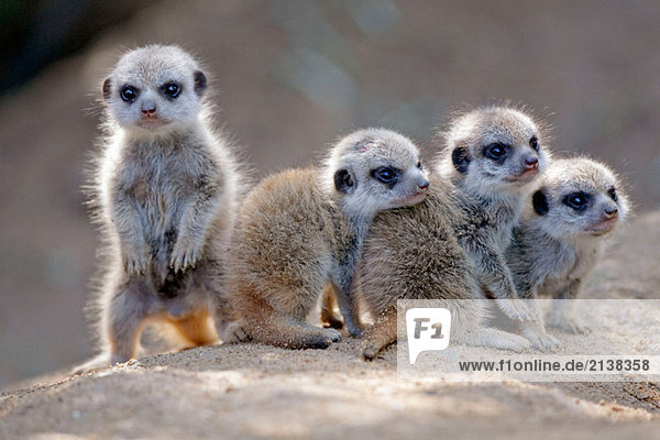 Suricate Suricatta Captive Deutschland Meerkat youngers Suricate Suricatta, Captive, Deutschland, Meerkat, youngers