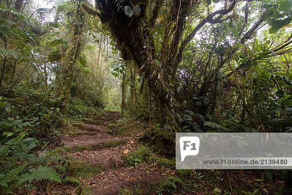Monteverde Nebelwald Reservat. Costa Rica.