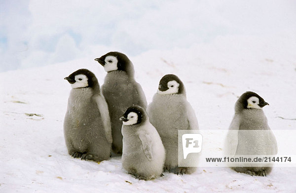 Kaiserpinguin (Aptenodytes Forsteri). Dawson-Lambton Gletscher Antarktis Dezember Kaiserpinguin (Aptenodytes Forsteri). Dawson-Lambton Gletscher, Antarktis, Dezember