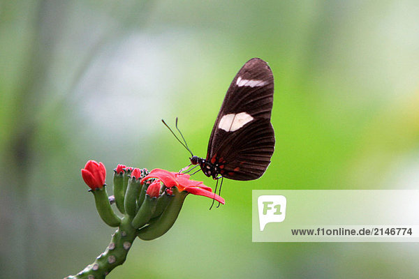 Butterflies. Tambopata rainforest. Amazonia basin. Peru