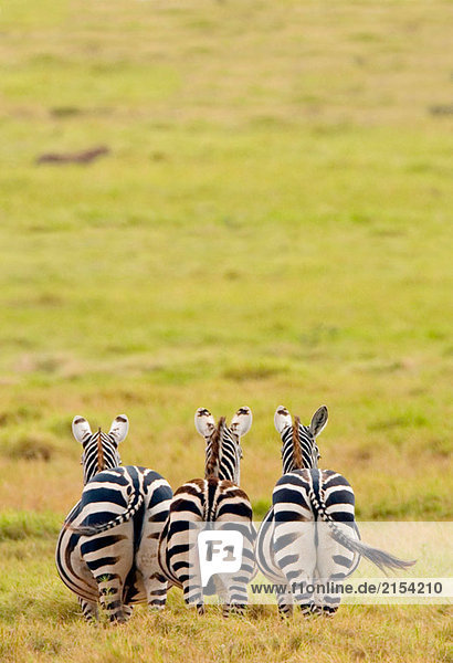 klar grasen Zebra