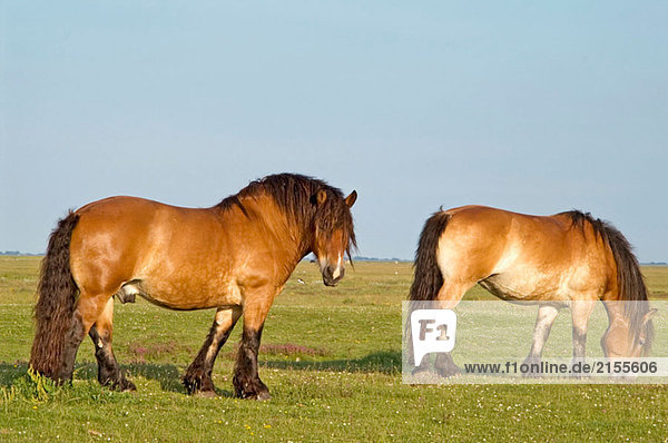 Heavy Horses (Zugpferd) aus auf Feed auf Insel Hallig Hooge Schleswig-Holstein Deutschland