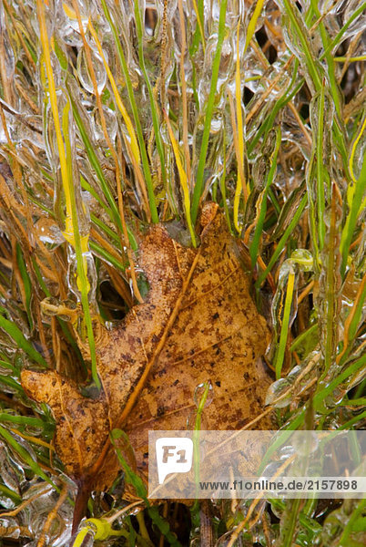 Büschelförmiges Gras Haare (Deschampsia Cespitosa) Blades mit einer Beschichtung des Einfrierens Regen ice