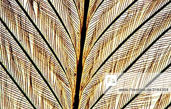 Bird feather 100 X optical microscope photomicrography histology