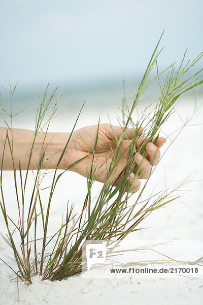 Cropped view of hand touching dune grass  close-up