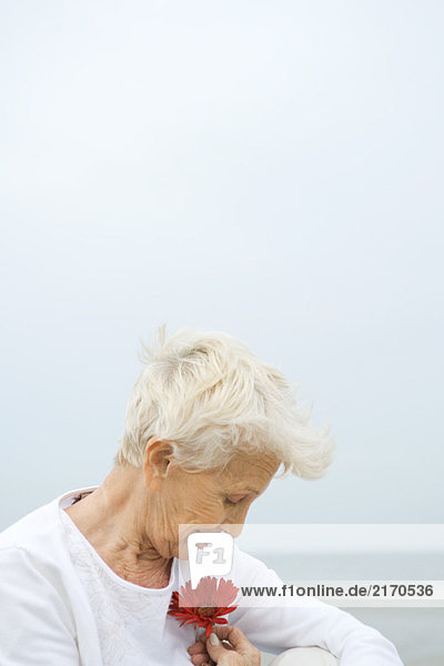 Seniorin mit Gerbera-Gänseblümchen  Blick nach unten  Nahaufnahme