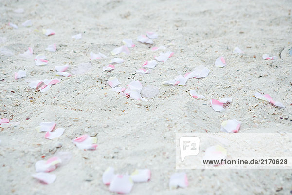 Blütenblätter auf Sand gestreut  Nahaufnahme  Vollbild