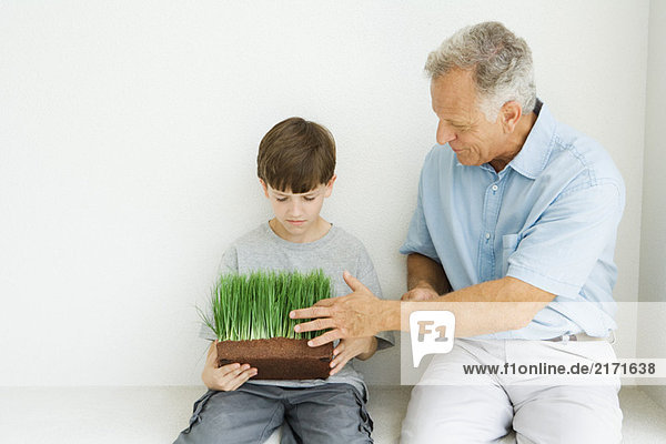 Grandfather and grandson seated  looking down at wheat grass together