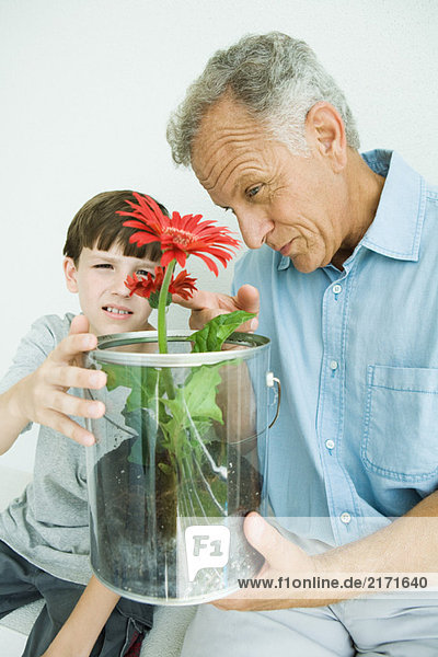 Mature man and grandson looking at potted gerbera daisies together