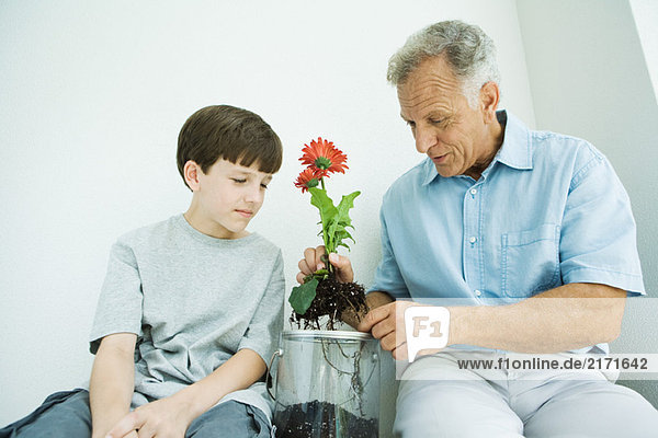 Erwachsener Mann sitzend mit Enkel  der Gerbera-Gänseblümchen eintopft.