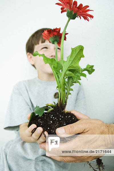 Boy taking gerbera daisies from man's hands  focus on foreground