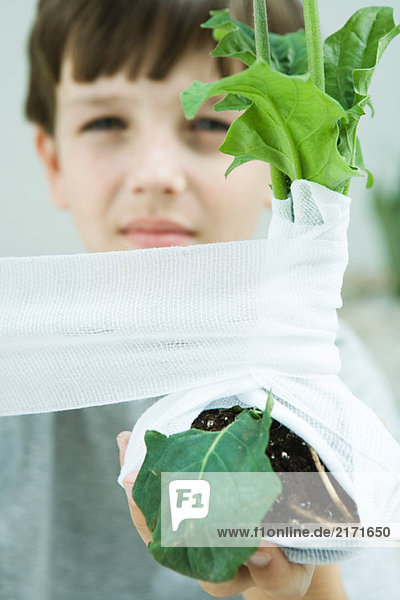 Boy wrapping gauze around plant  cropped view