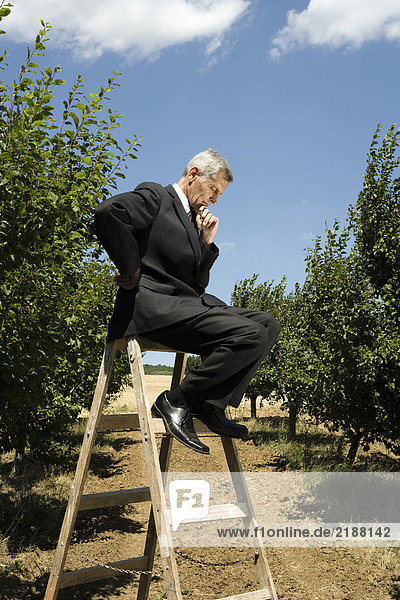 Mann  der auf einer Leiter sitzt und sein Kinn im Obstgarten hält.