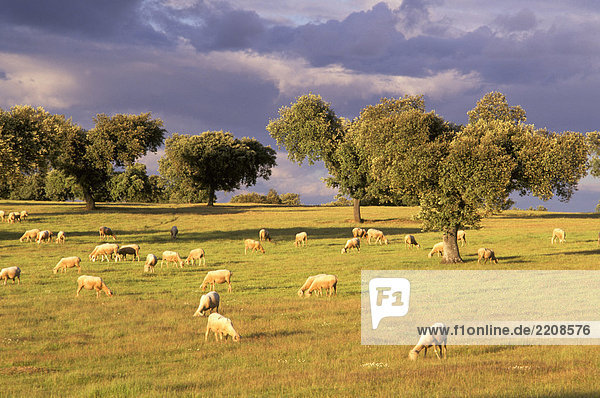 Spanien Extremadura Schafe