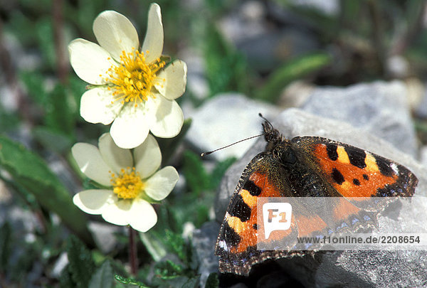 Butterfly (Aglais Urticae) in der Nähe von Blume Silberwurz (Dryas Octopetala)