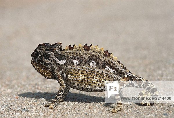 Namaqua Chameleon (Chamaeleo Namaquensis). Namibia