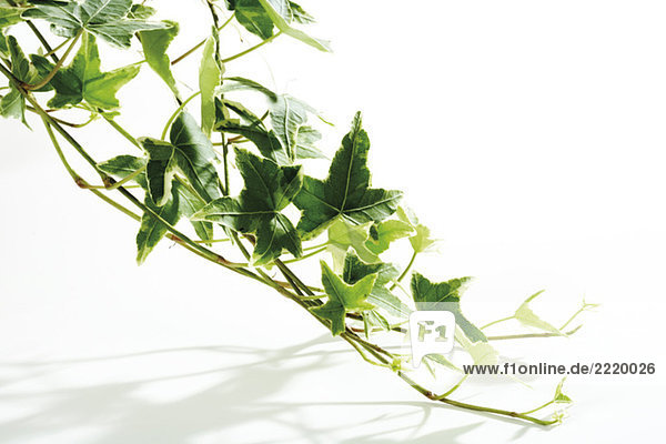 Efeu (Hedera Helix) Nahaufnahme