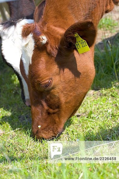 Nahaufnahme der zwei Kühe im Feld Gras